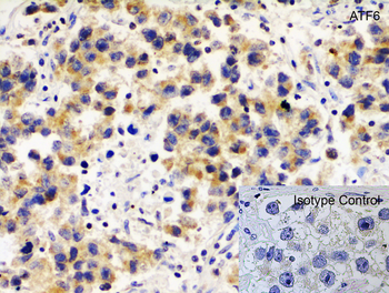 ATF6 Antibody