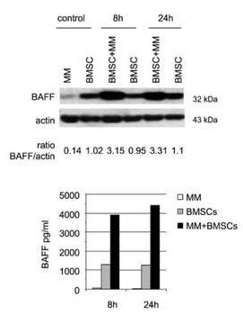 TNFSF13B Antibody