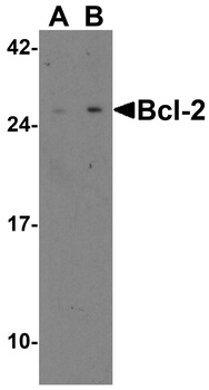 BCL2 Antibody