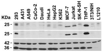 BCL2 Antibody