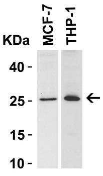 BCL2 Antibody
