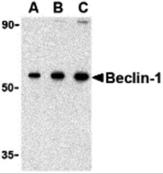 BECN1 Antibody