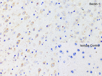 BECN1 Antibody