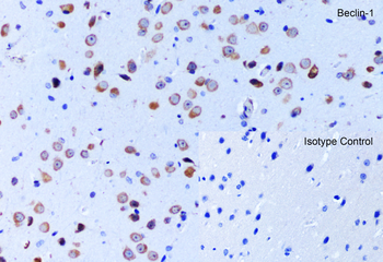 BECN1 Antibody