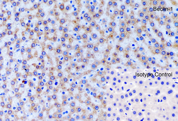 BECN1 Antibody