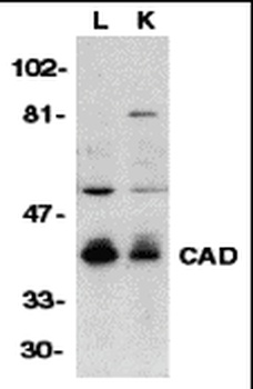 Dffb Antibody