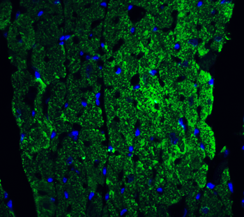 Casp12 Antibody