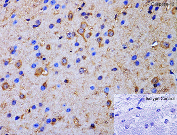 Casp12 Antibody