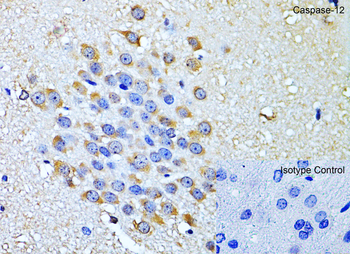 Casp12 Antibody
