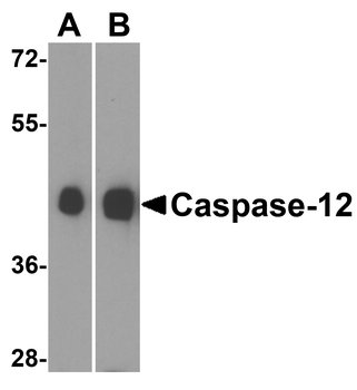 Casp12 Antibody