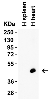 Casp12 Antibody