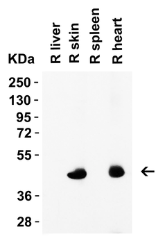 Casp12 Antibody