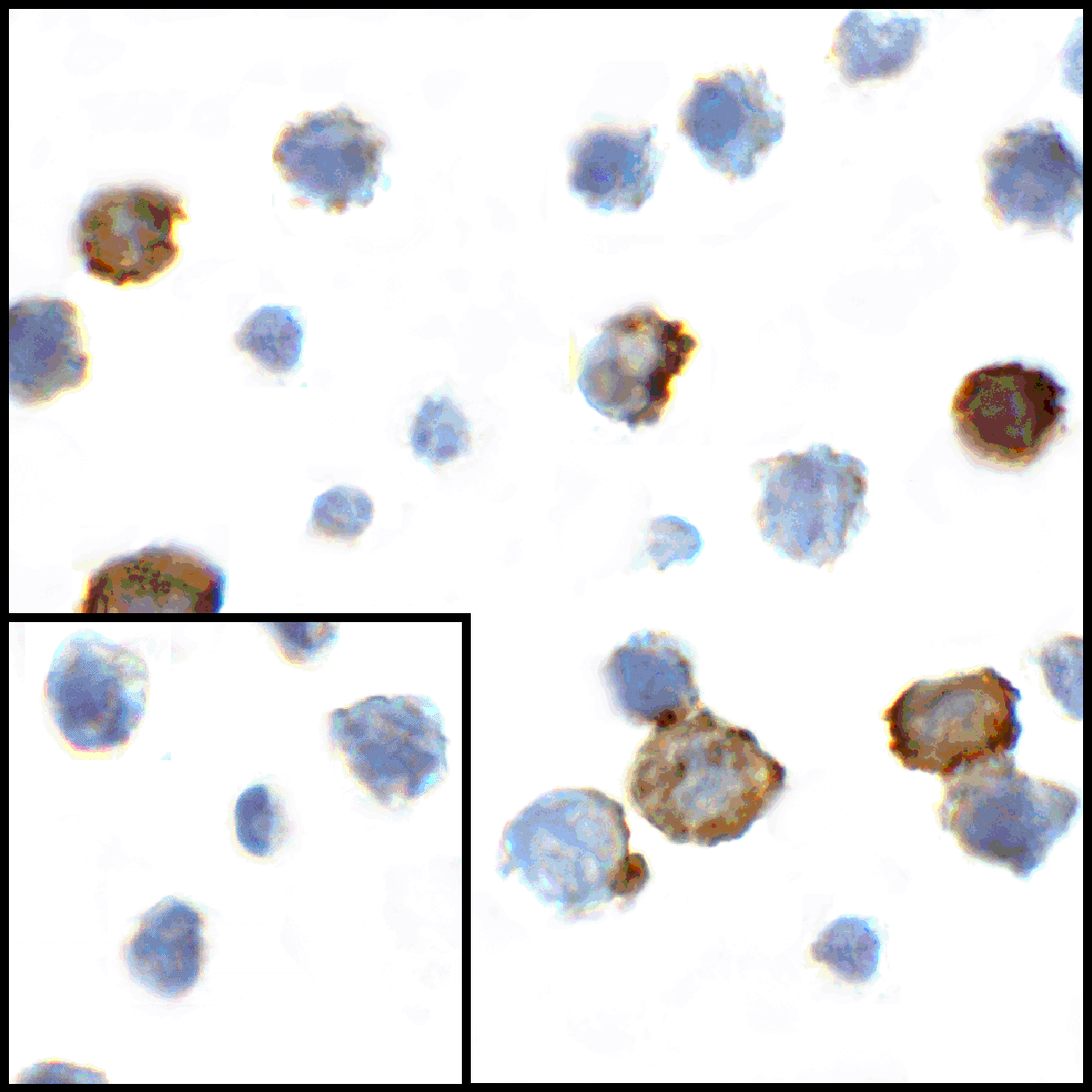 CD80 Antibody