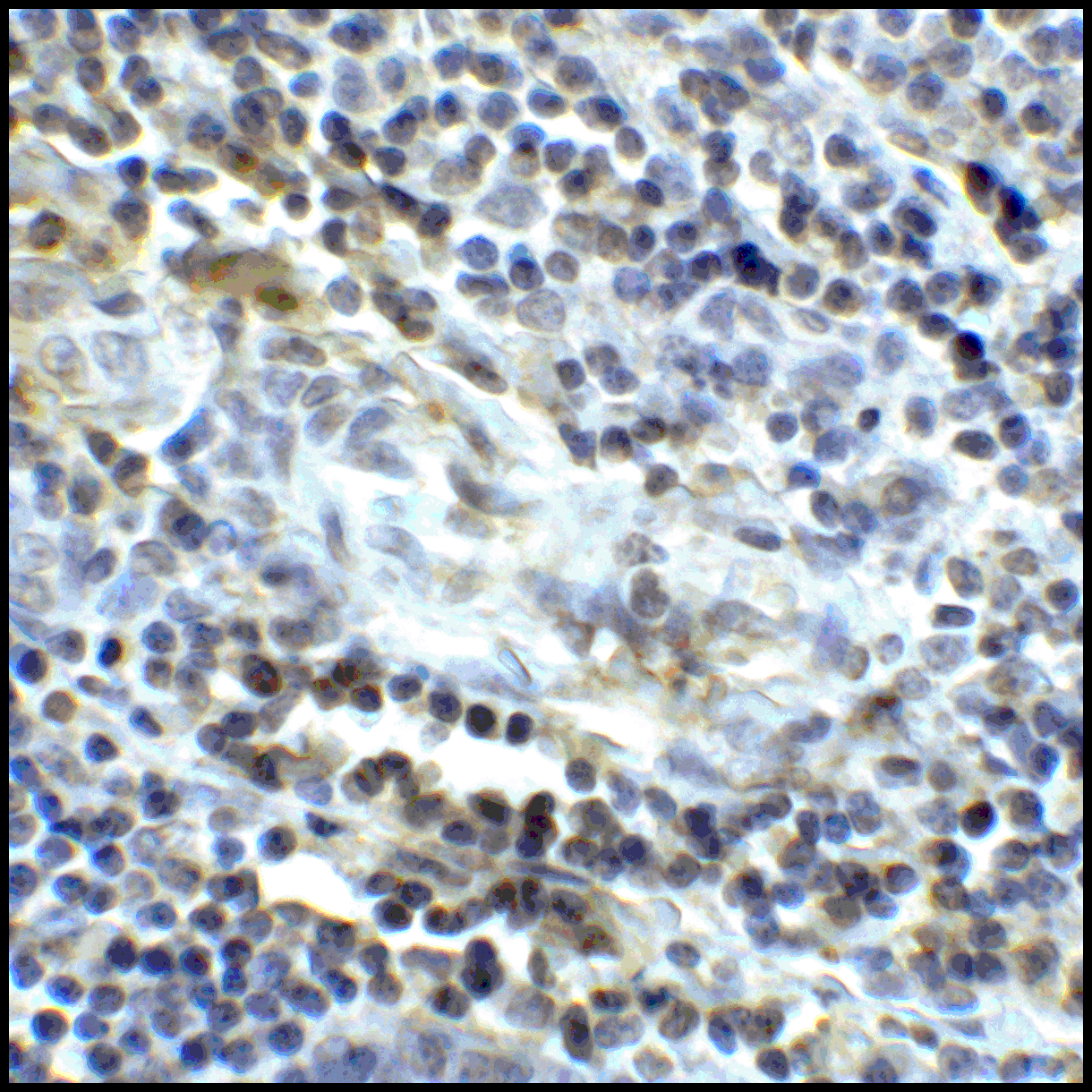 CD80 Antibody