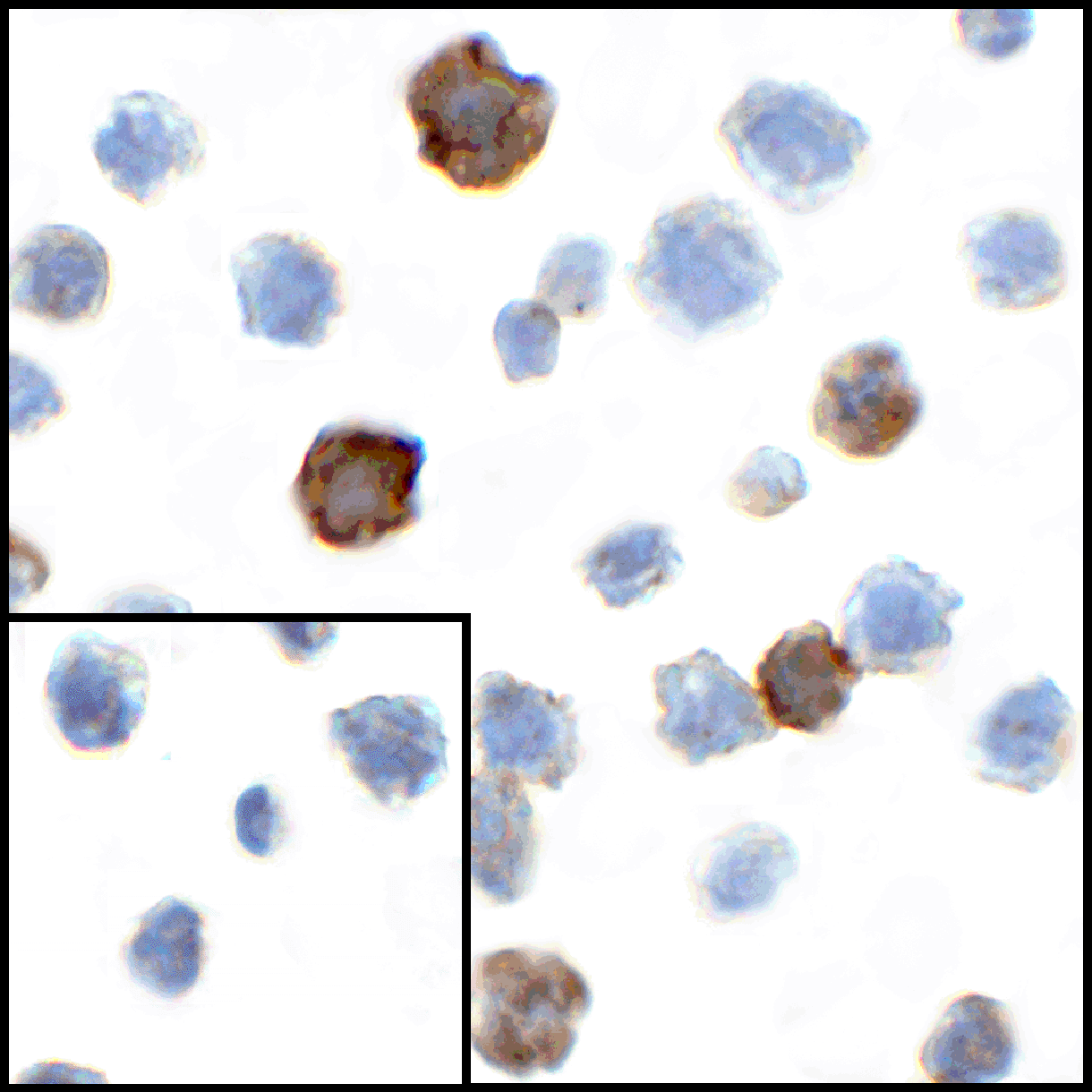 CD80 Antibody
