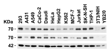 BIRC2 Antibody