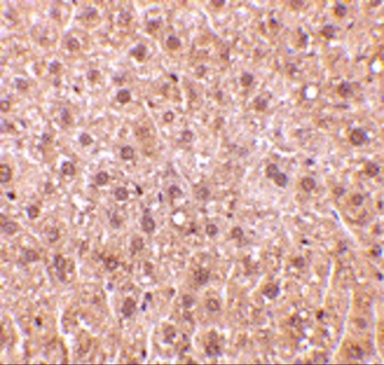RYBP Antibody