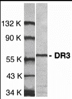 TNFRSF25 Antibody