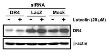 TNFRSF10A Antibody