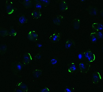 TNFRSF10B Antibody