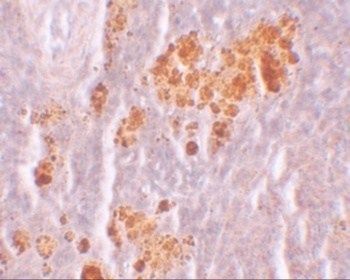 NLRX1 Antibody