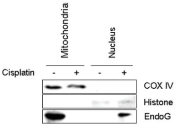 ENDOG Antibody
