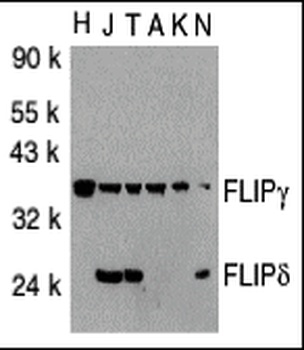CFLAR Antibody