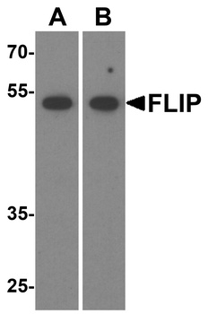 CFLAR Antibody