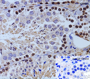 NANOG Antibody