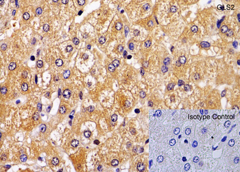 GLS2 Antibody