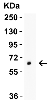 GLS2 Antibody