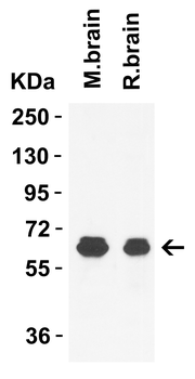 GLS2 Antibody