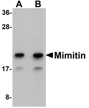 NDUFAF2 Antibody