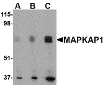 MAPKAP1 Antibody