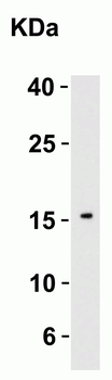 IL21 Antibody