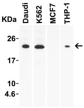 IL23A Antibody