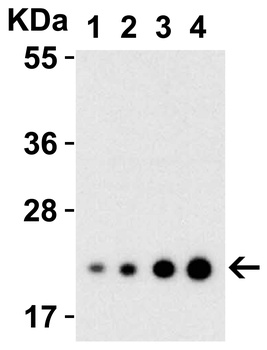 IL23A Antibody