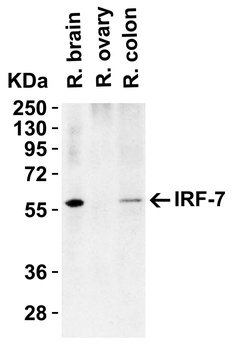 IRF7 Antibody