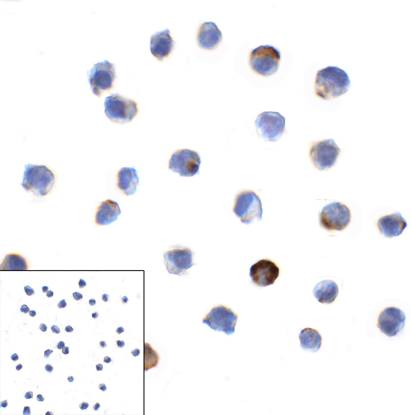 LAG3 Antibody