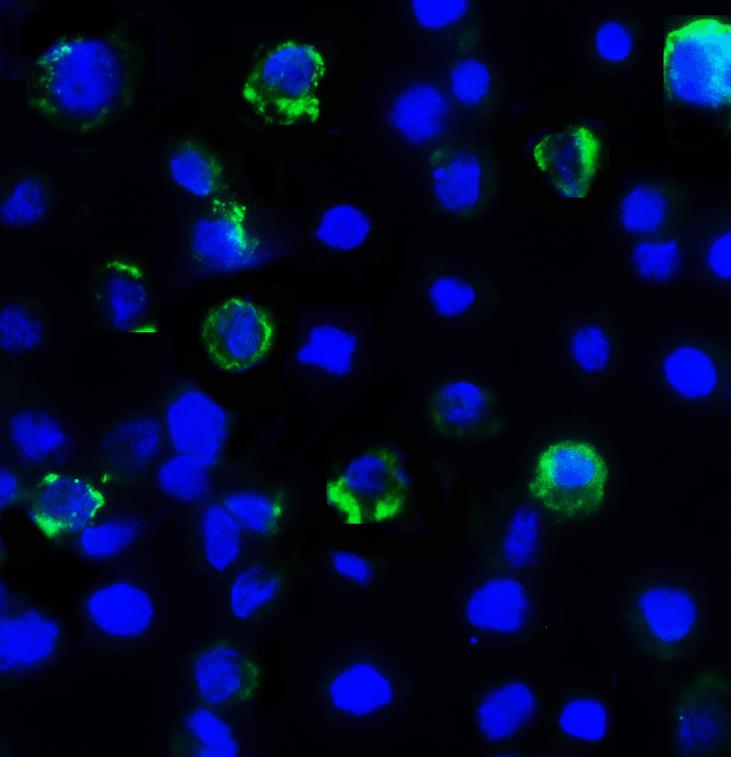 LAG3 Antibody