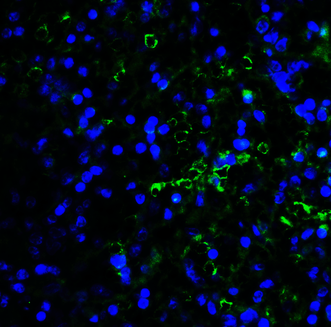 LAG3 Antibody