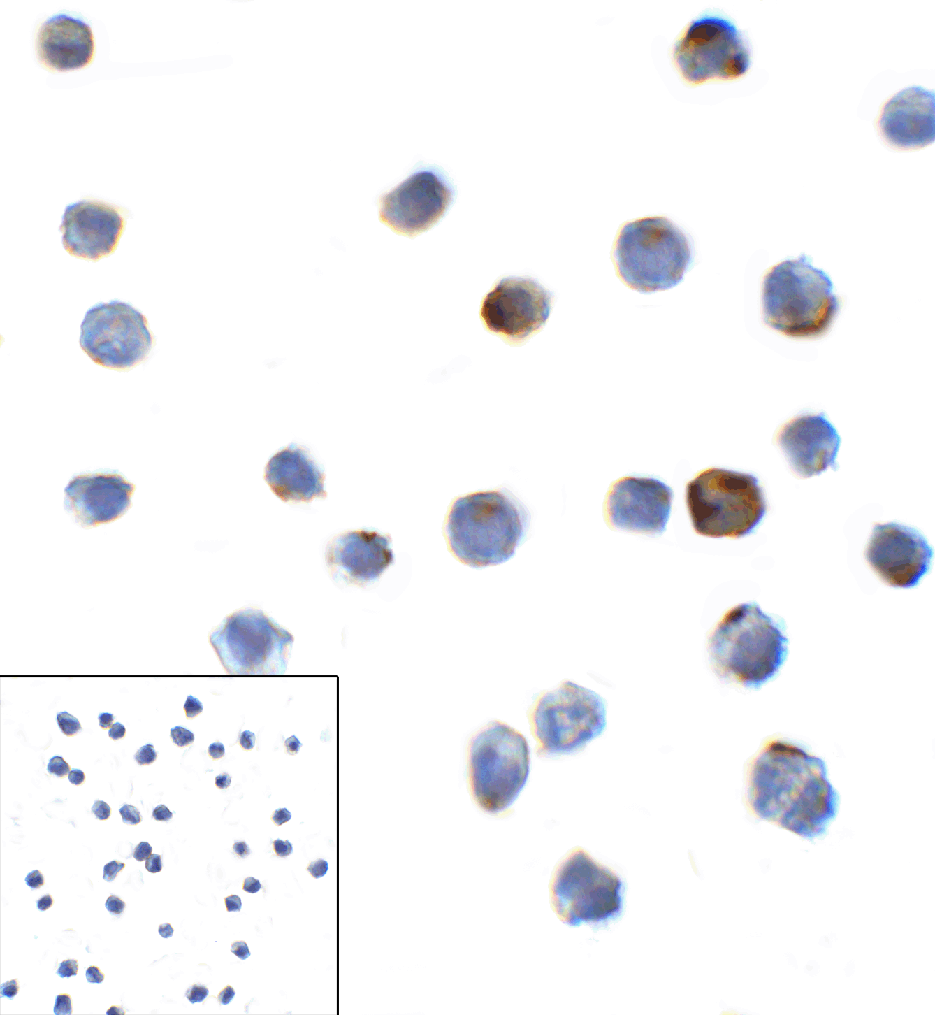 LAG3 Antibody