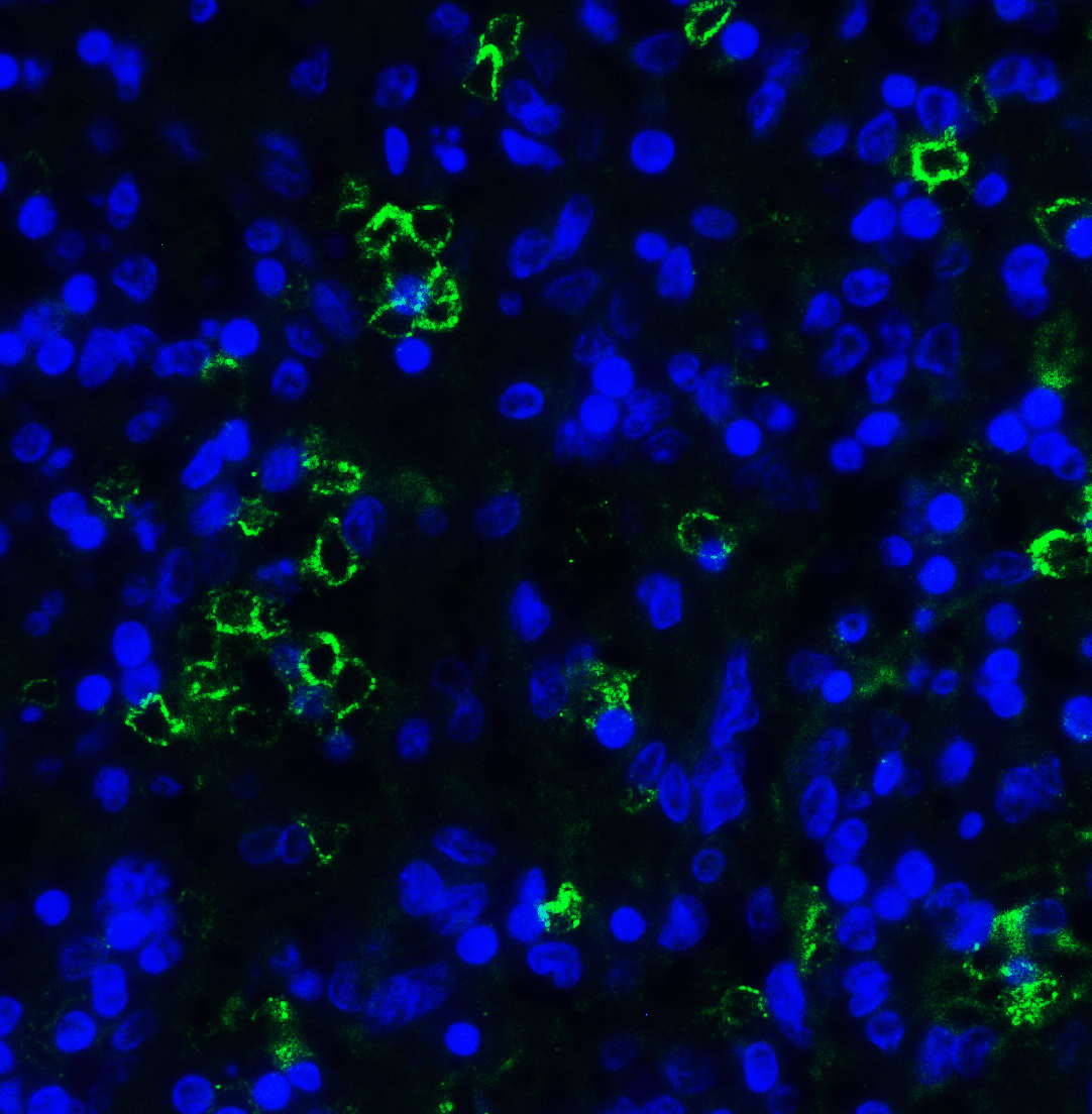 LAG3 Antibody
