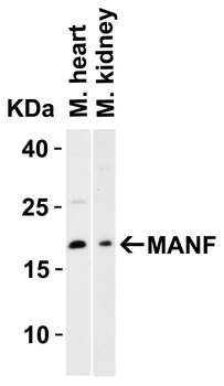MANF Antibody