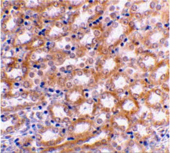 IRF3 Antibody