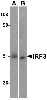 IRF3 Antibody