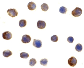 IRF3 Antibody
