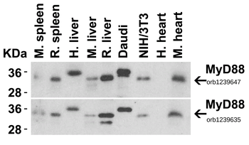MYD88 Antibody