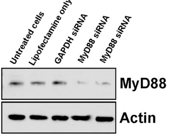 MYD88 Antibody