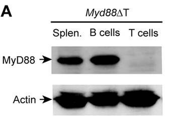 MYD88 Antibody